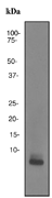 Western blot - Anti-Glucagon antibody [EPR3070-45] (AB108426), expandable thumbnail