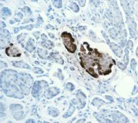 Immunohistochemistry (Formalin/PFA-fixed paraffin-embedded sections) - Anti-Glucagon antibody [EPR3070-45] - BSA and Azide free (AB226035)