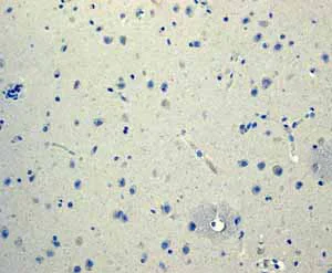 Immunohistochemistry (Formalin/PFA-fixed paraffin-embedded sections) - Anti-Glucagon antibody [EPR3070-45] - BSA and Azide free (AB226035)