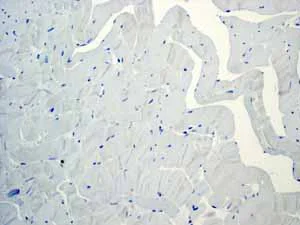 Immunohistochemistry (Formalin/PFA-fixed paraffin-embedded sections) - Anti-Glucagon antibody [EPR3070-45] - BSA and Azide free (AB226035)