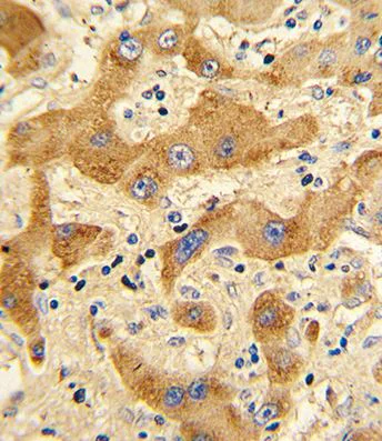 Immunohistochemistry (Formalin/PFA-fixed paraffin-embedded sections) - Anti-Glucagon antibody - N-terminal (AB189279)