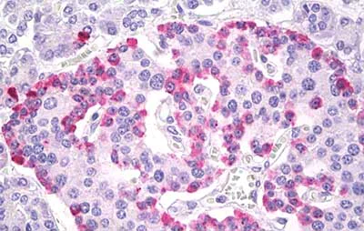 Immunohistochemistry (Formalin/PFA-fixed paraffin-embedded sections) - Anti-Glucagon antibody - N-terminal (AB189279)