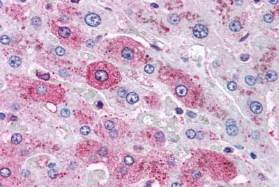 Immunohistochemistry (Formalin/PFA-fixed paraffin-embedded sections) - Anti-Glucagon Receptor antibody (AB188743)