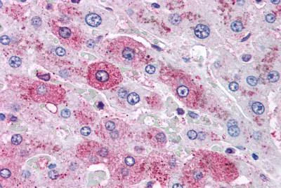 Immunohistochemistry (Formalin/PFA-fixed paraffin-embedded sections) - Anti-Glucagon Receptor antibody (AB188743)