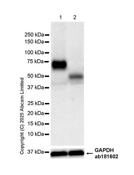 Western blot - Anti-Glucagon Receptor antibody [EPR29792-511] (AB323750)
