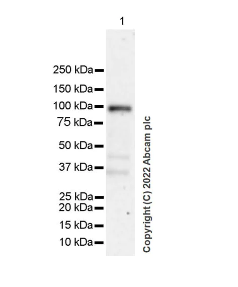 Western blot - Anti-Glucocorticoid Receptor antibody [2153CT307.32.80] (AB307605)
