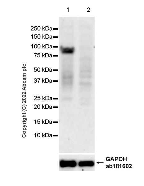 Western blot - Anti-Glucocorticoid Receptor antibody [2153CT307.32.80] - BSA and Azide free (AB307606), expandable thumbnail