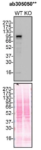 Western blot - Anti-Glucocorticoid Receptor antibody [2153CT307.32.80] - BSA and Azide free (AB307606)