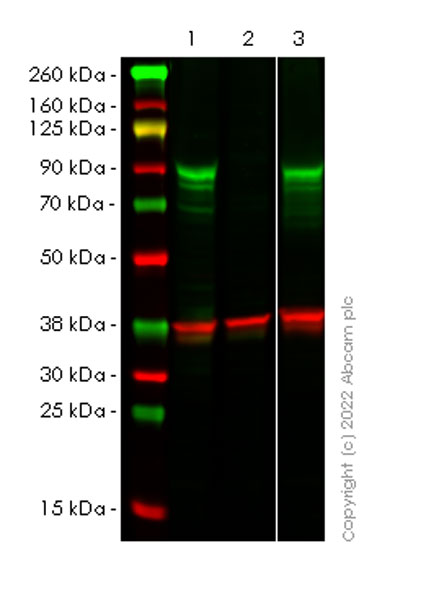 Western blot - Anti-Glucocorticoid receptor antibody [41/Glucocorticoid Receptor] - BSA and Azide Free (AB302678), expandable thumbnail