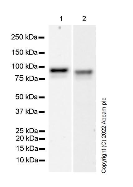 Western blot - Anti-Glucocorticoid receptor antibody [41/Glucocorticoid Receptor] - BSA and Azide Free (AB302678), expandable thumbnail