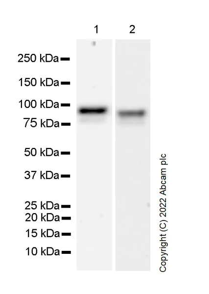 Western blot - Anti-Glucocorticoid receptor antibody [41/Glucocorticoid Receptor] - BSA and Azide Free (AB302678)