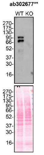 Western blot - Anti-Glucocorticoid receptor antibody [41/Glucocorticoid Receptor] - BSA and Azide Free (AB302678)