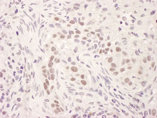 Immunohistochemistry (Formalin/PFA-fixed paraffin-embedded sections) - Anti-Glucocorticoid Receptor antibody (AB225886)