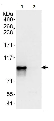 Immunoprecipitation - Anti-Glucocorticoid Receptor antibody (AB225886)