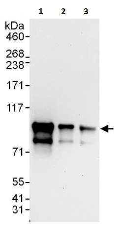 Western blot - Anti-Glucocorticoid Receptor antibody (AB225886)