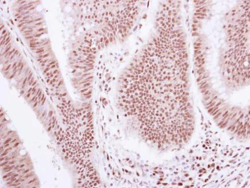 Immunohistochemistry (Formalin/PFA-fixed paraffin-embedded sections) - Anti-Glucocorticoid Receptor antibody (AB227524)