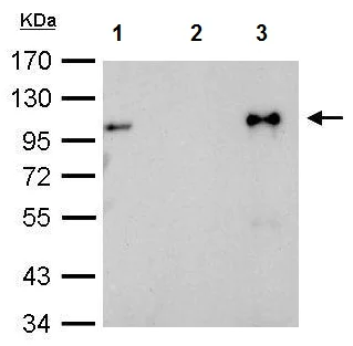 Immunoprecipitation - Anti-Glucocorticoid Receptor antibody (AB227524)