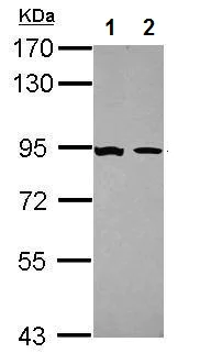 Western blot - Anti-Glucocorticoid Receptor antibody (AB227524)