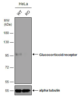 Western blot - Anti-Glucocorticoid Receptor antibody (AB227524)