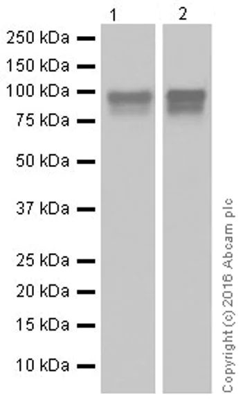 Western blot - Anti-Glucocorticoid Receptor antibody [EPR19621] (AB183127)