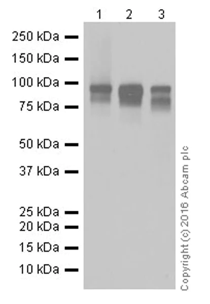 Western blot - Anti-Glucocorticoid Receptor antibody [EPR19621] (AB183127)