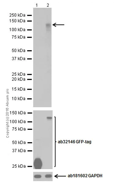 Western blot - Anti-Glucocorticoid Receptor antibody [EPR19621] (AB183127)
