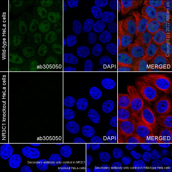 Immunocytochemistry - Anti-Glucocorticoid receptor antibody [EPR24889-231]- BSA and Azide free (AB305051), expandable thumbnail