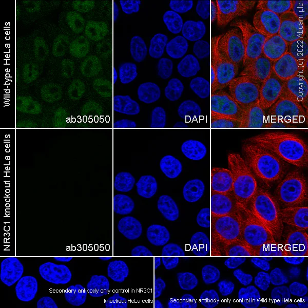 Immunocytochemistry - Anti-Glucocorticoid receptor antibody [EPR24889-231]- BSA and Azide free (AB305051)