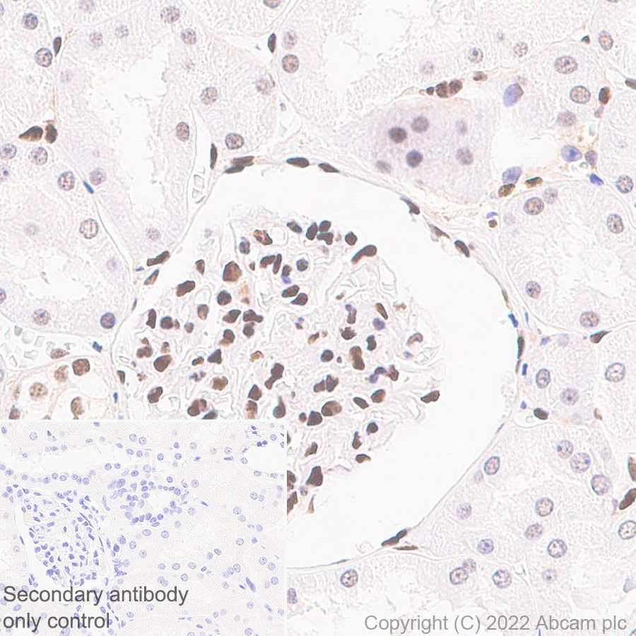 Immunohistochemistry (Formalin/PFA-fixed paraffin-embedded sections) - Anti-Glucocorticoid receptor antibody [EPR24889-231]- BSA and Azide free (AB305051), expandable thumbnail