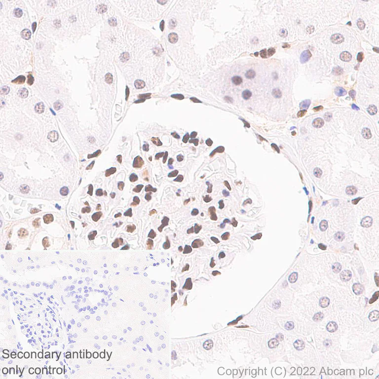 Immunohistochemistry (Formalin/PFA-fixed paraffin-embedded sections) - Anti-Glucocorticoid receptor antibody [EPR24889-231]- BSA and Azide free (AB305051)