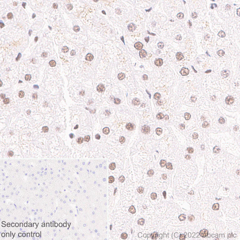 Immunohistochemistry (Formalin/PFA-fixed paraffin-embedded sections) - Anti-Glucocorticoid receptor antibody [EPR24889-231]- BSA and Azide free (AB305051)
