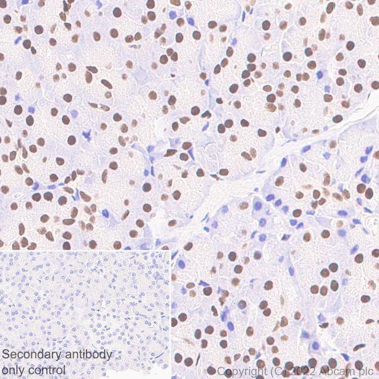 Immunohistochemistry (Formalin/PFA-fixed paraffin-embedded sections) - Anti-Glucocorticoid receptor antibody [EPR24889-231]- BSA and Azide free (AB305051)