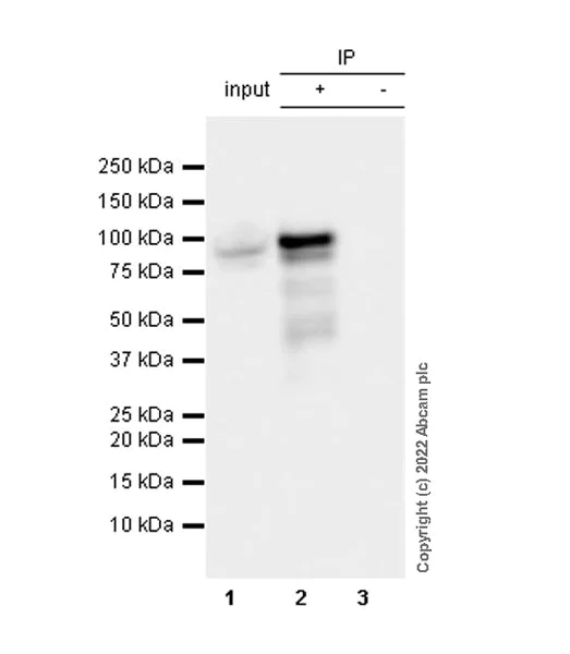 Immunoprecipitation - Anti-Glucocorticoid receptor antibody [EPR24889-231]- BSA and Azide free (AB305051)