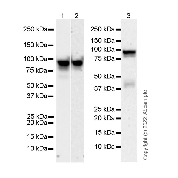 Western blot - Anti-Glucocorticoid receptor antibody [EPR24889-231]- BSA and Azide free (AB305051), expandable thumbnail