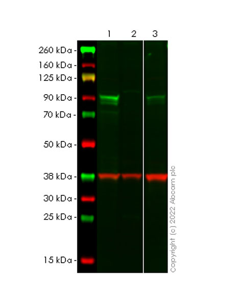 Western blot - Anti-Glucocorticoid receptor antibody [EPR24889-231]- BSA and Azide free (AB305051), expandable thumbnail