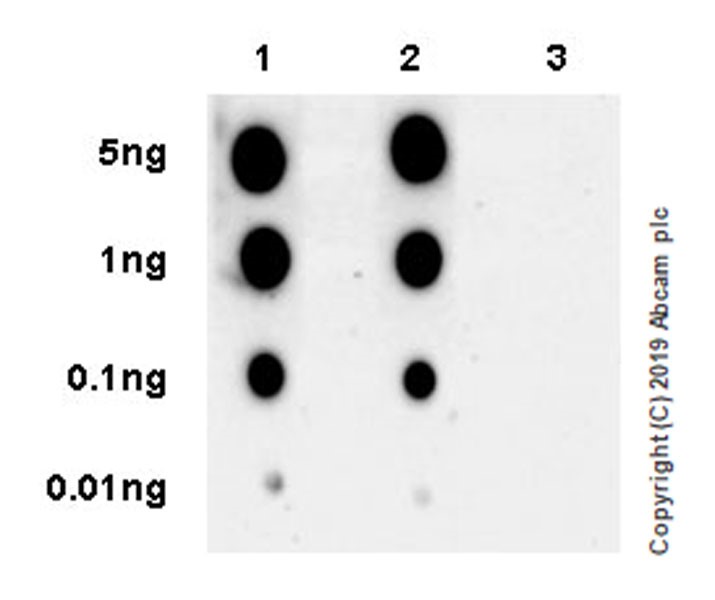 Dot Blot - Anti-Glucocorticoid Receptor (phospho S226) antibody [EPR22216-414] - BSA and Azide free (AB256549), expandable thumbnail