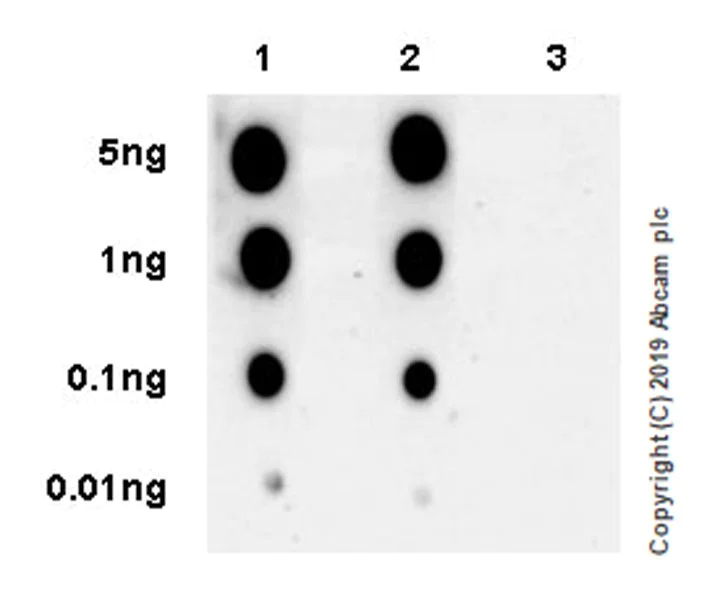 Dot Blot - Anti-Glucocorticoid Receptor (phospho S226) antibody [EPR22216-414] - BSA and Azide free (AB256549)
