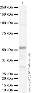 Western blot - Anti-Glucokinase antibody (AB88056)