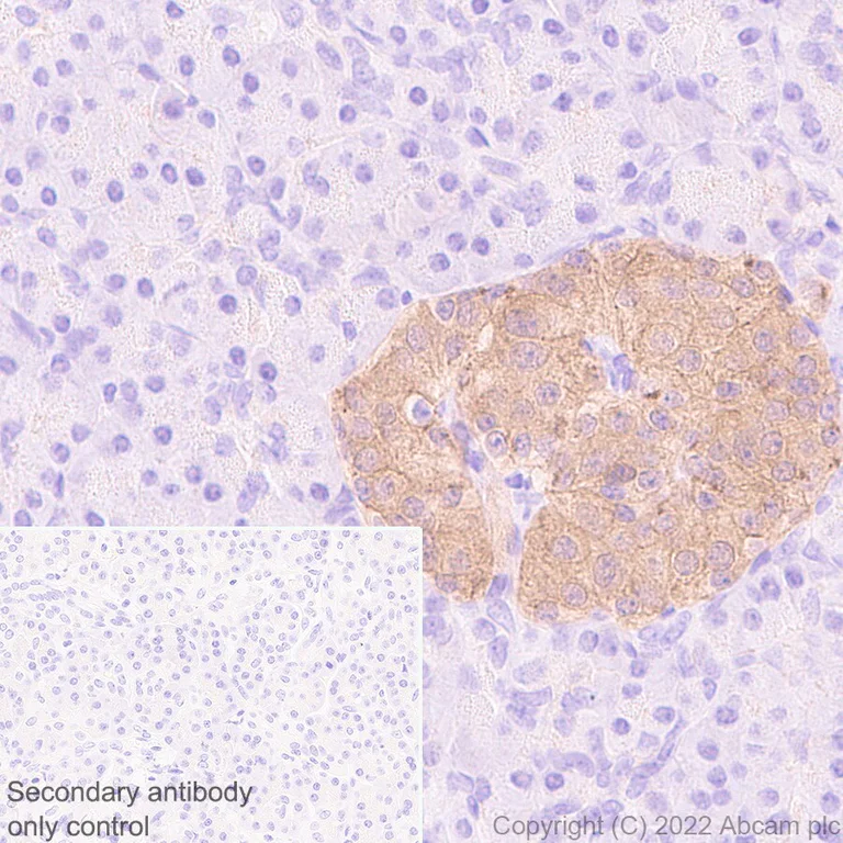 Immunohistochemistry (Formalin/PFA-fixed paraffin-embedded sections) - Anti-Glucokinase antibody [EPR25847-150] - BSA and Azide free (AB303613)