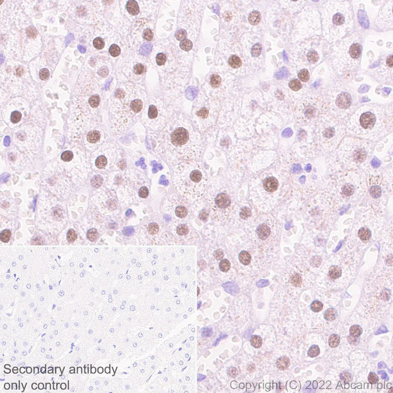 Immunohistochemistry (Formalin/PFA-fixed paraffin-embedded sections) - Anti-Glucokinase antibody [EPR25847-150] - BSA and Azide free (AB303613)