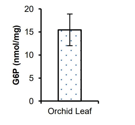 Functional Studies - Glucose-6-Phosphate Assay Kit - High Sensitivity (Fluorometric) (AB107923)
