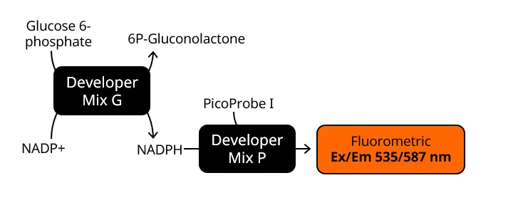 Functional Studies - Glucose-6-Phosphate Assay Kit - High Sensitivity (Fluorometric) (AB107923)