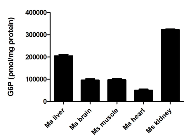 Functional Studies - Glucose-6-Phosphate Assay Kit - High Sensitivity (Fluorometric) (AB107923)