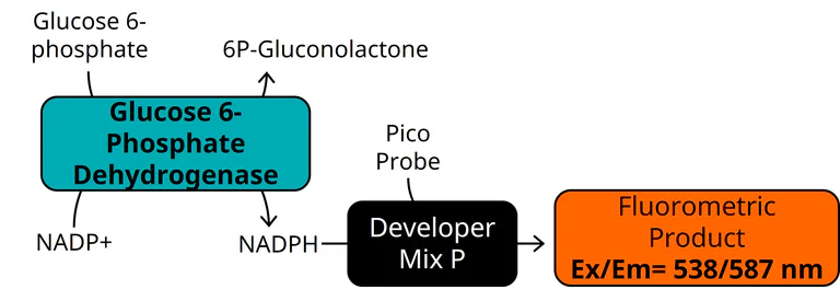 Functional Studies - Glucose-6-Phosphate Dehydrogenase Activity Assay Kit (AB303735)
