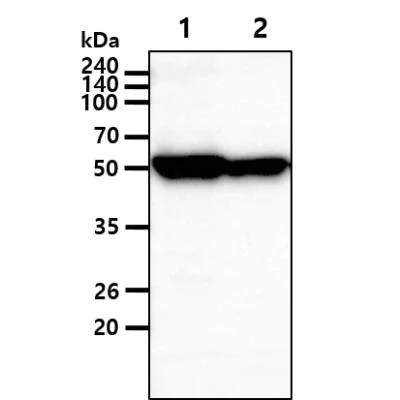 Western blot - Anti-Glucose 6 Phosphate Dehydrogenase antibody [AT2F6] (AB91034)