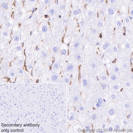 Immunohistochemistry (Formalin/PFA-fixed paraffin-embedded sections) - Anti-Glucose 6 Phosphate Dehydrogenase antibody [EPR20668] (AB210702), expandable thumbnail