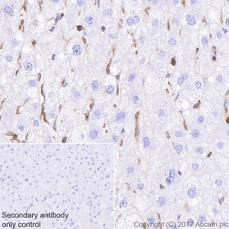 Immunohistochemistry (Formalin/PFA-fixed paraffin-embedded sections) - Anti-Glucose 6 Phosphate Dehydrogenase antibody [EPR20668] (AB210702)