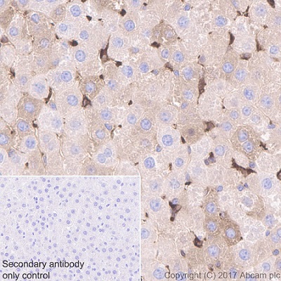 Immunohistochemistry (Formalin/PFA-fixed paraffin-embedded sections) - Anti-Glucose 6 Phosphate Dehydrogenase antibody [EPR20668] (ab210702), expandable thumbnail