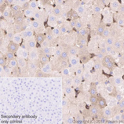 Immunohistochemistry (Formalin/PFA-fixed paraffin-embedded sections) - Anti-Glucose 6 Phosphate Dehydrogenase antibody [EPR20668] (AB210702)