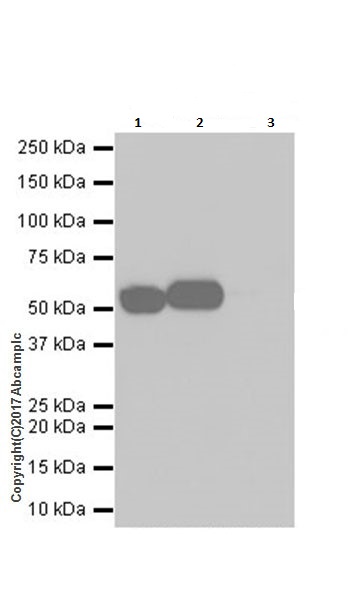 Immunoprecipitation - Anti-Glucose 6 Phosphate Dehydrogenase antibody [EPR20668] (ab210702), expandable thumbnail